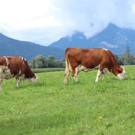 Appartement Schleicherhof I