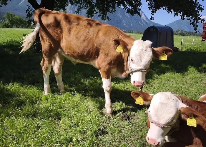 Apartmán Schleicherhof I