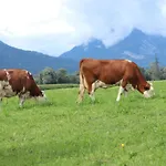 Schleicherhof I 스트라스 임 칠레르탈