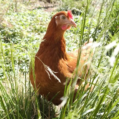 公寓 Schleicherhof I *