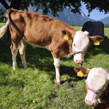 公寓 Schleicherhof I