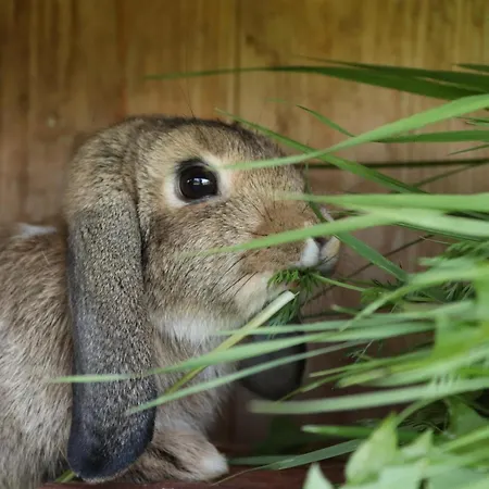 Schleicherhof I 齐勒谷地施特拉斯