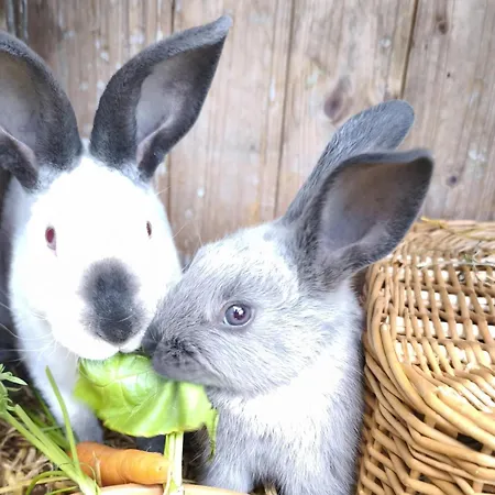 Schleicherhof I 公寓